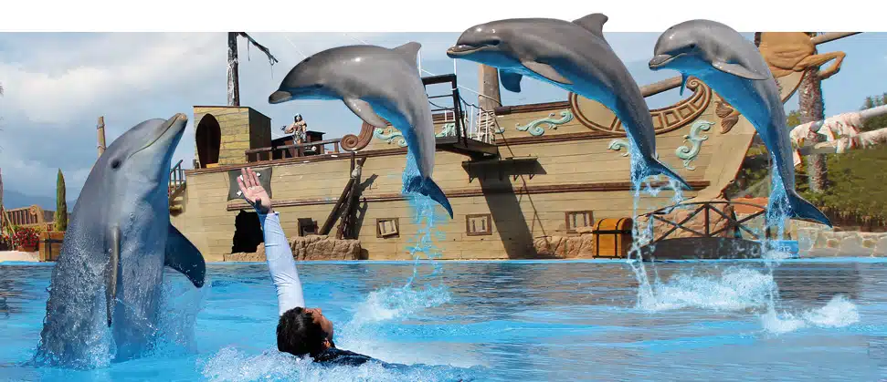 Onze Droom | Cornimont | Show Delfines